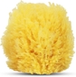 Grass Sea Sponge