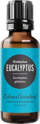 Eucalyptus Globulus