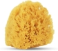 Yellow Sea Sponge