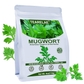 Mugwort