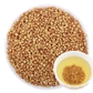 Yellow Buckwheat