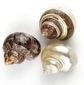 8.3pc Large Hermit Crab Shell