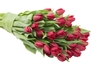 30 Red Tulips