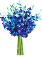 Blue Orchid