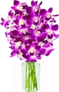 Purple Orchid