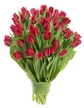 50 Red Tulips