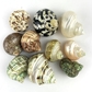 7.polished Large Hermit Crab Shells